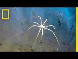 Video: These Sea Spiders 